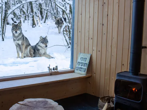 Un hiver en Lorraine avec le Parc Animalier de Sainte-Croix 
